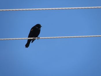 Low angle view of birds perched against blue sky