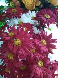 High angle view of pink daisy flowers