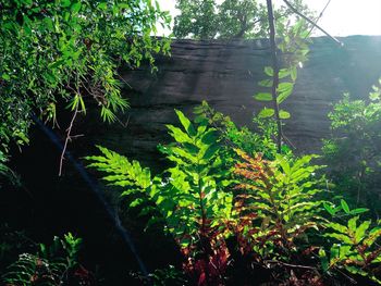 Low angle view of trees growing in forest