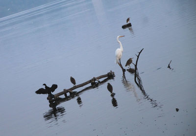 High angle view of birds on lake