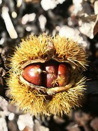 Close-up of a chestnut