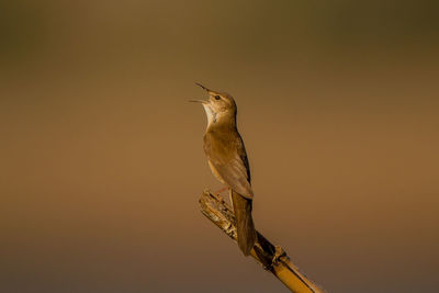 Low angle view of bird perching on a orange sky