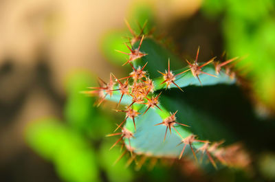 Close-up of plant against blurred background