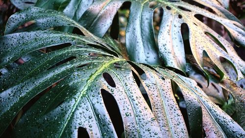 Full frame shot of raindrops on plant