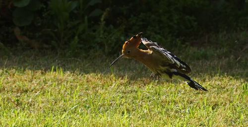 Close-up of bird on field