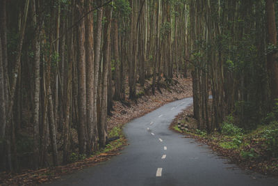 Road amidst trees in forest