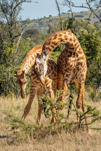 Two masai giraffe stand fighting in grassland