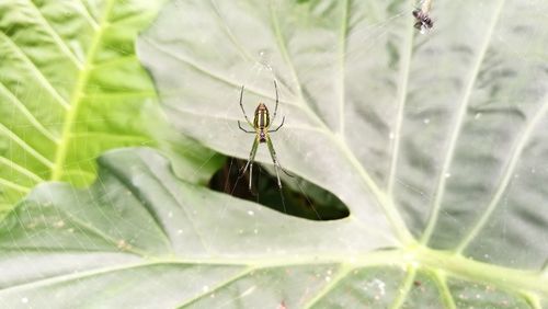 Close-up of spider on plant