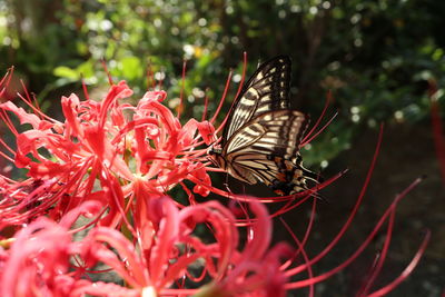 Close-up of butterfly pollinating on red flower