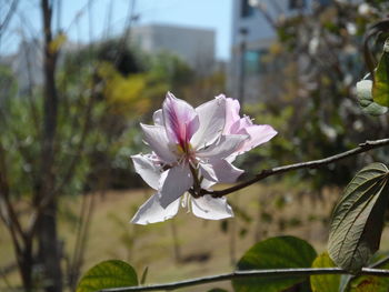 Close-up of fresh pink flowers blooming on tree