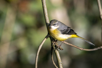 A close-up of a grey wagtail perched in an autumnal tree, looking over a river. 