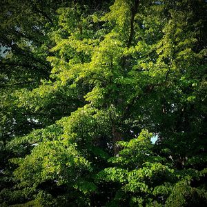 View of trees in forest