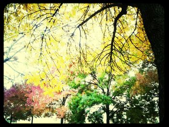 Trees growing in a park