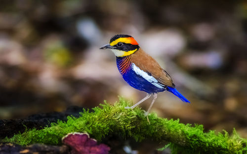 Close-up of bird perching on leaf