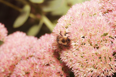 Close-up of bee on pink flower