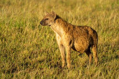 Spotted hyena standing in grass with catchlight