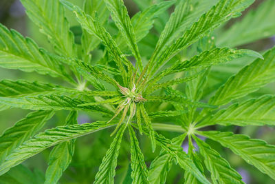 Close-up of fresh green plant