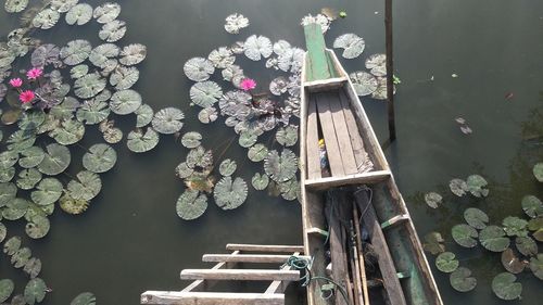Directly above view of boat amidst lilypads in water