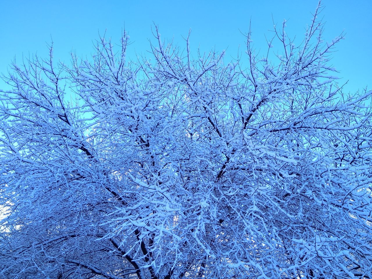 nature, beauty in nature, blue, tree, tranquility, no people, branch, winter, backgrounds, growth, flower, outdoors, day, cold temperature, clear sky, freshness, bare tree, snow, sky, fragility, close-up