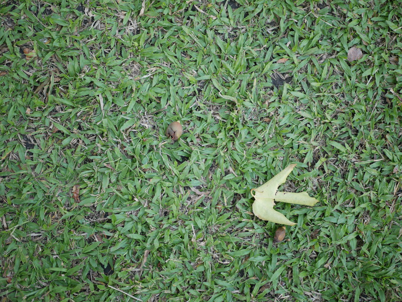 HIGH ANGLE VIEW OF TOY ON GRASSY FIELD