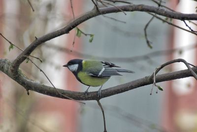 Bird perching on branch