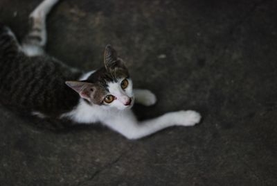 High angle portrait of a cat