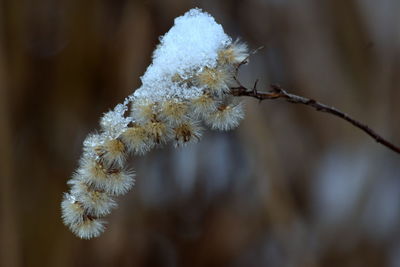 Close-up of frozen plant