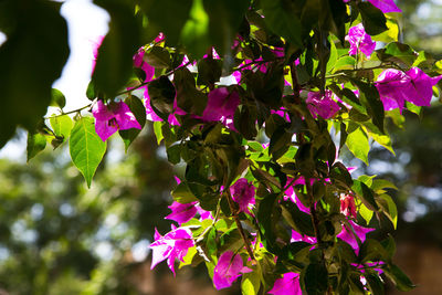 Close-up of pink bougainvillea plant