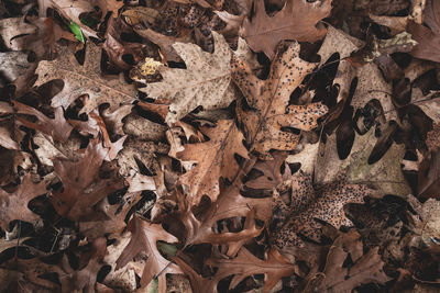 High angle view of dried leaves on field