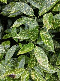 Full frame shot of wet leaves