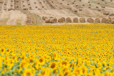 Yellow flowers growing on field