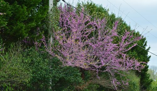 Pink flowers growing on tree