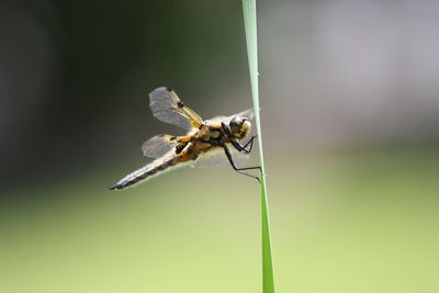 Close-up of insect on plant