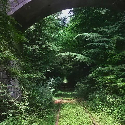 tree, green color, built structure, growth, plant, architecture, arch, nature, tranquility, steps, lush foliage, moss, day, no people, water, outdoors, forest, green, rock - object, sunlight