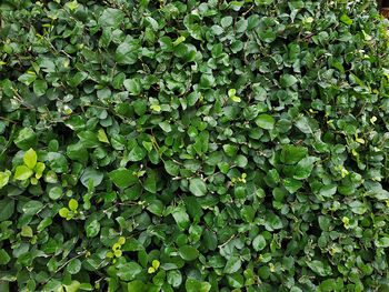 Full frame shot of ivy growing on field