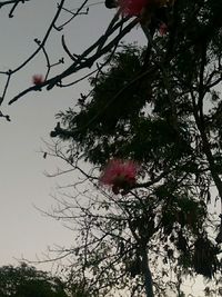 Low angle view of pink flowers