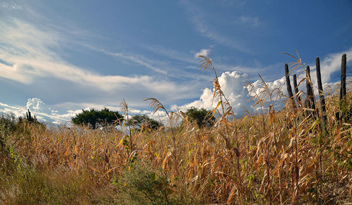 Scenic view of field against sky