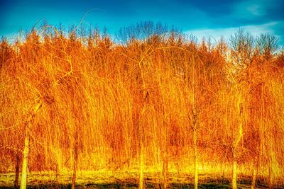 View of trees on field against orange sky