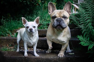 Two cute dogs portrait taken in the nature