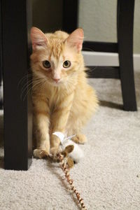 Portrait of tabby by chair at home