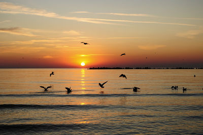 Silhouette birds flying over sea against sky during sunset