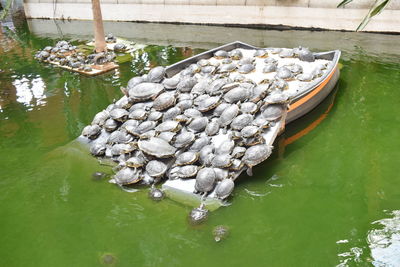 High angle view of tortoises in pond