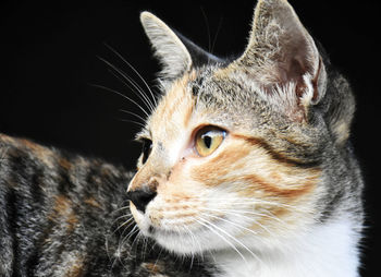 Close-up of a cat looking away