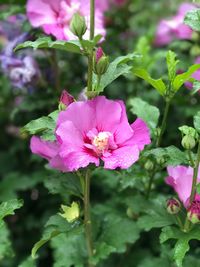 Close-up of pink flowers blooming outdoors