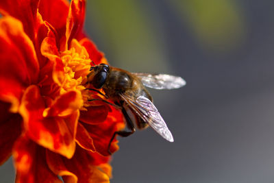 Close-up of bee pollinating on flower