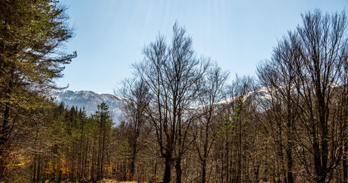 Bare trees in forest against sky