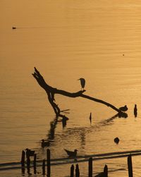 Silhouette birds flying over sea against orange sky