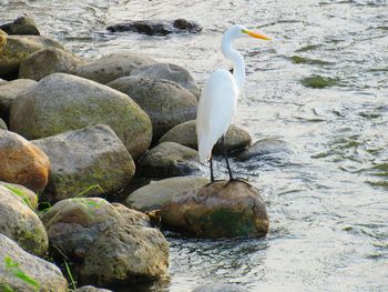 Bird perching on rock in lake