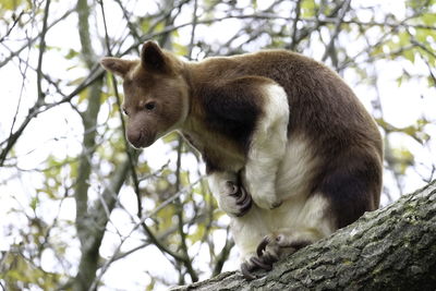 Low angle view of a goodfellows tree kangaroo sitting on a tree branch. chester zoo, uk.
