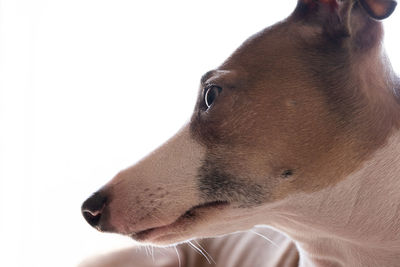 Close-up of dog looking away